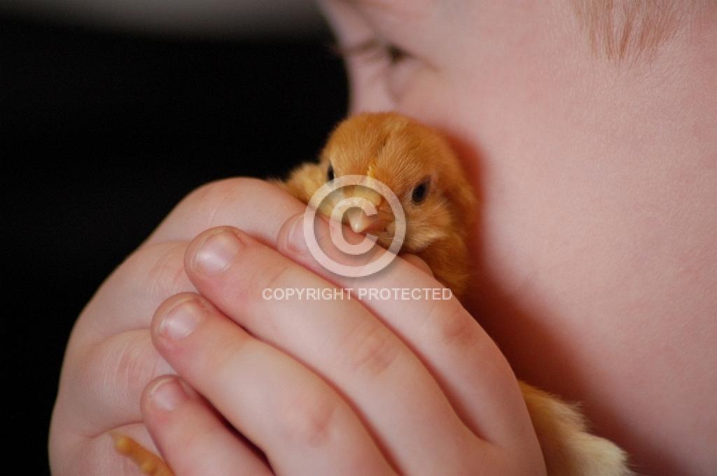 1606: Chick on Cheek