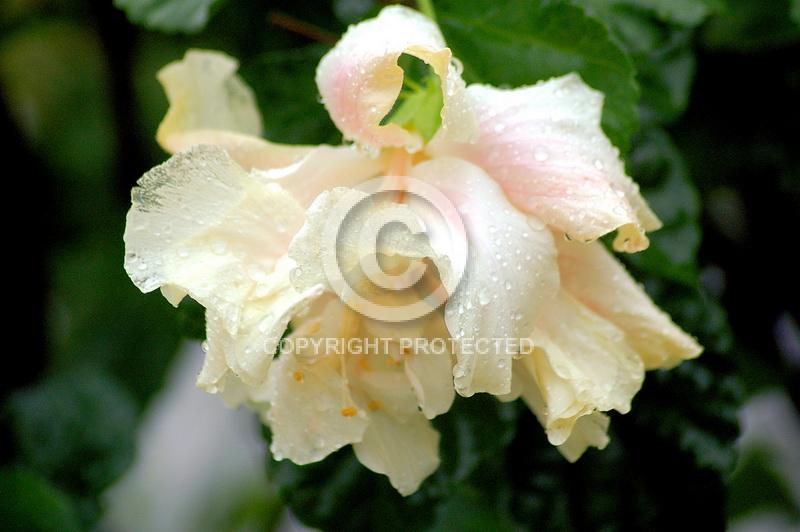 Contest = Bureau County Fair - Result = 1st Place - Blossoms