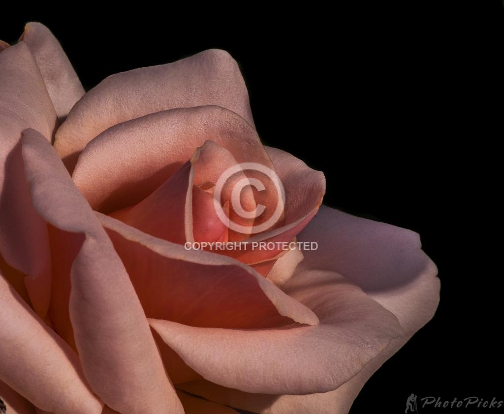 Contest = 2013 CICCA Fall Salon - Result = Honors